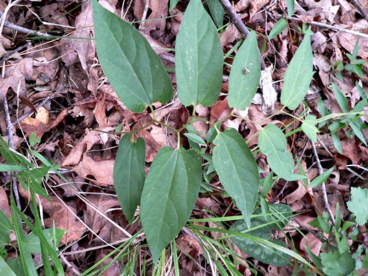 {Endodeca serpentaria}